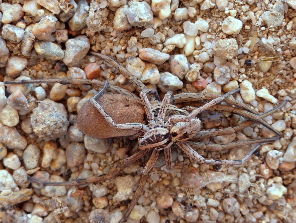 Hogna radiata  - Valpiana (GR)